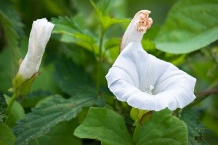 Biological cancer defense - extract of field bindweed